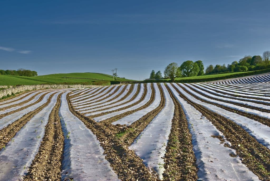 Fotografía de campo con acolchado TIF