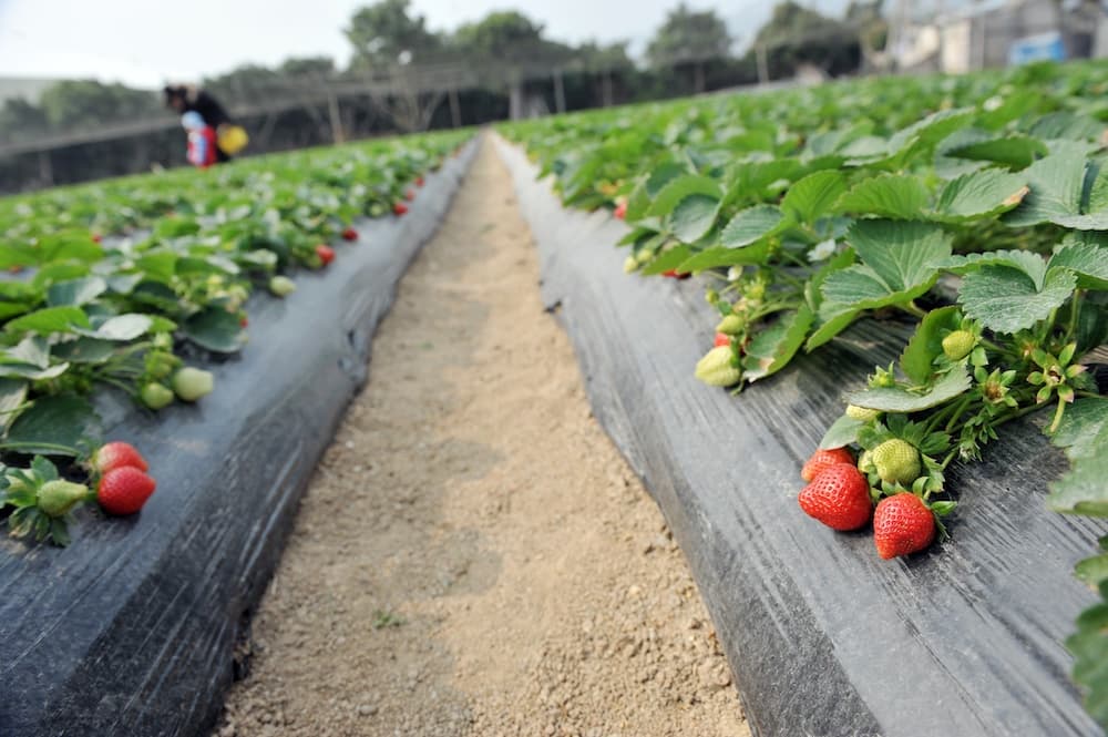 Fotografía de campo de fresas con acolchados