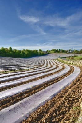 Fotografía de cultivo con plástico acolchado