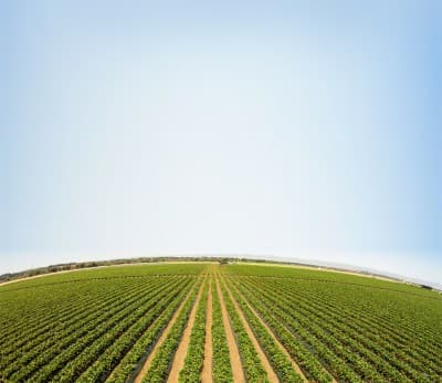 Fotografía panorámica de campo