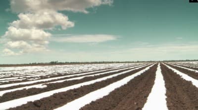 Fotografía de campo con acolchado TIF 2