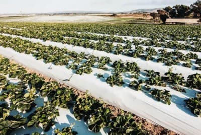 Fotografía a detalle de campo con acolchado TIF