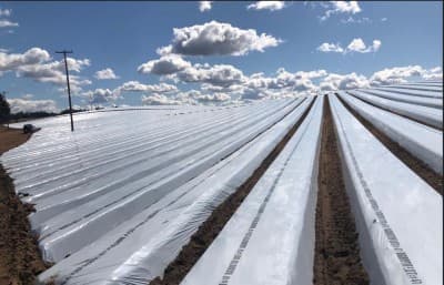 Fotografía de campo con acolchado TIF negro/blanco