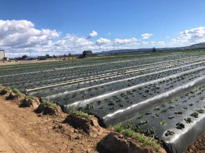 Fotografía de cultivo con plástico negro / negro