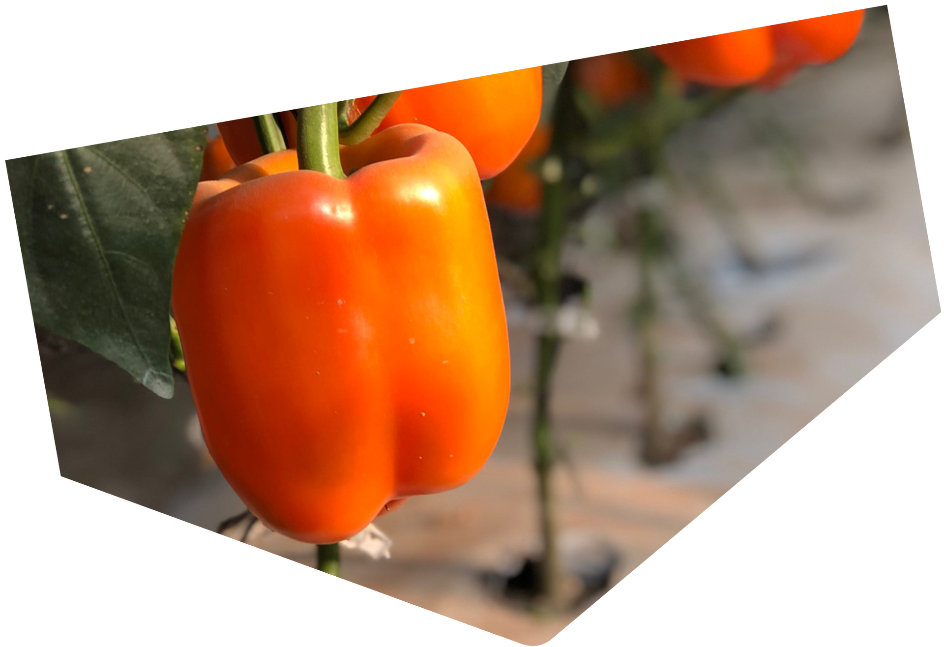 Fotografía de un tomate